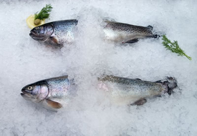 Рыба в чешуйчастом льде